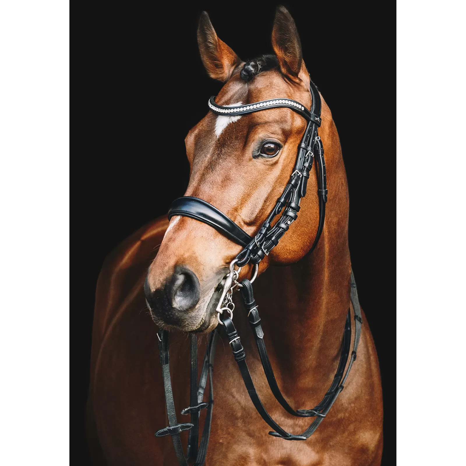 Fashion Bridon Equitus Gamma Bridons Et Filets