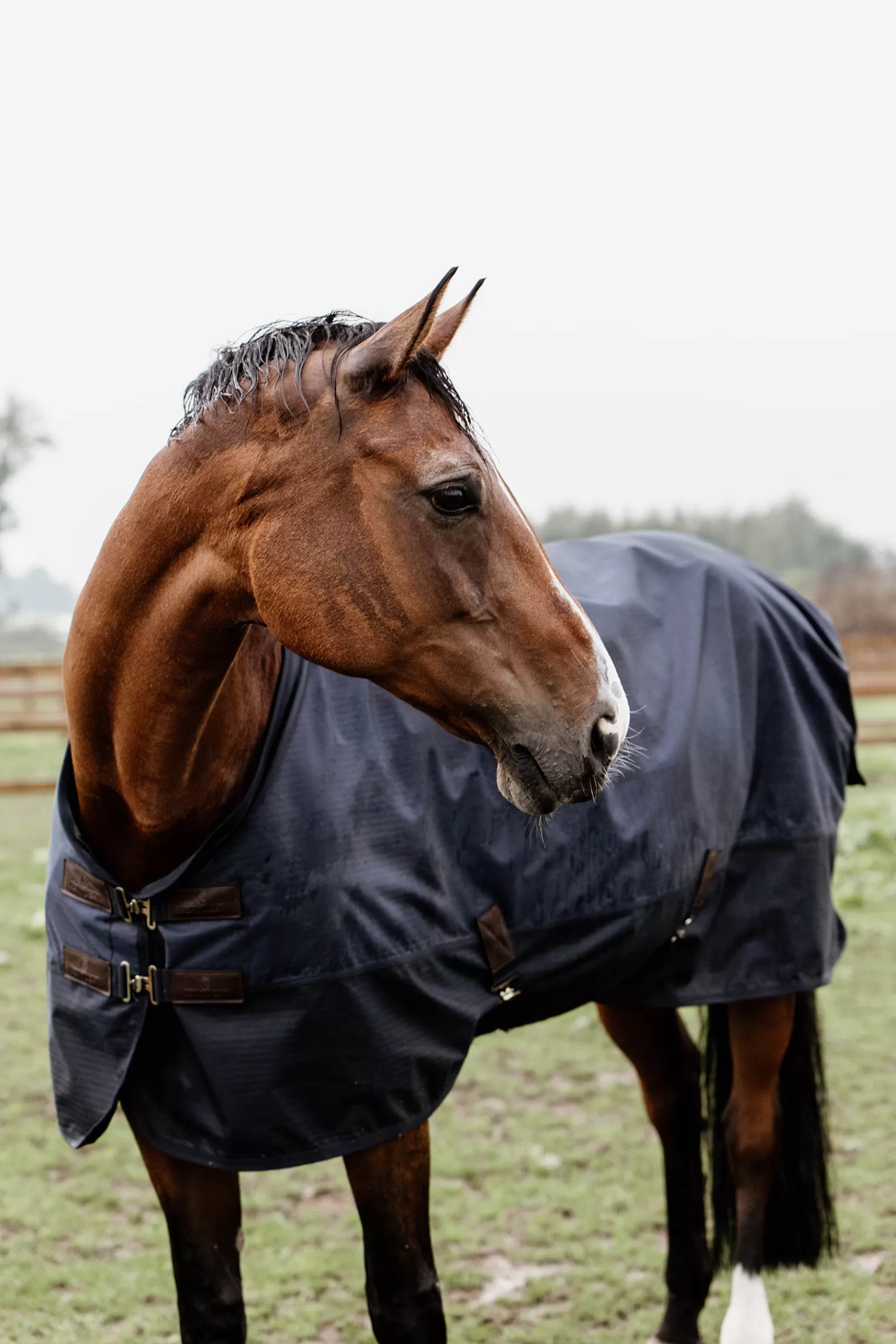 Store Couverture De Paddock Horsewear 300Gr Couvertures D'Exterieur Cheval
