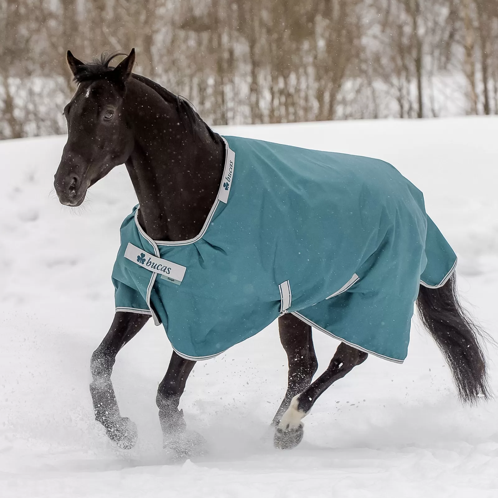 Flash Sale Couverture D'Exterieur Atlantic 200 G Couvertures D'Exterieur Cheval