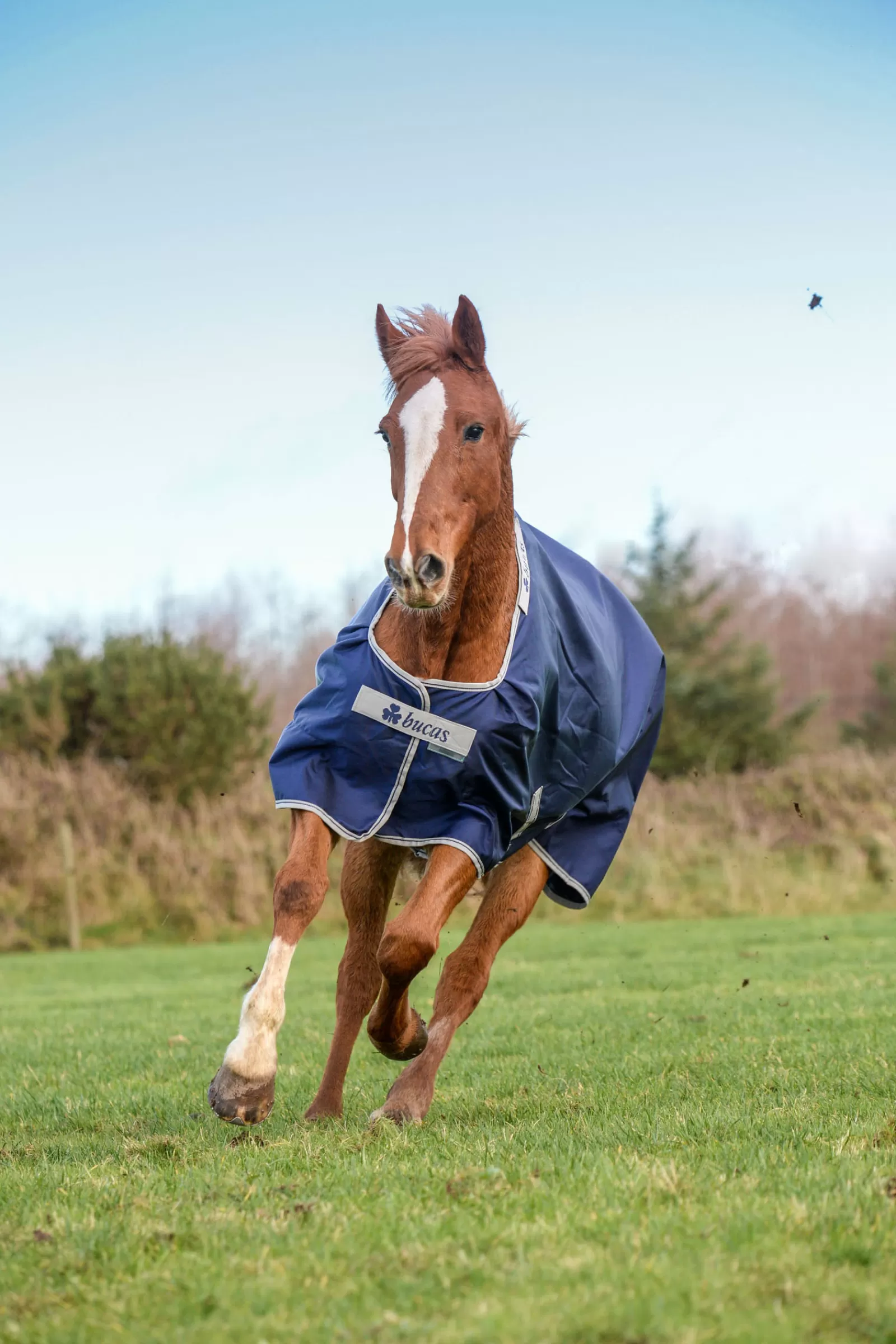 Best Sale Couverture D'Exterieur Atlantic 200 G, Grand Couvre-Cou Couvertures D'Exterieur Cheval
