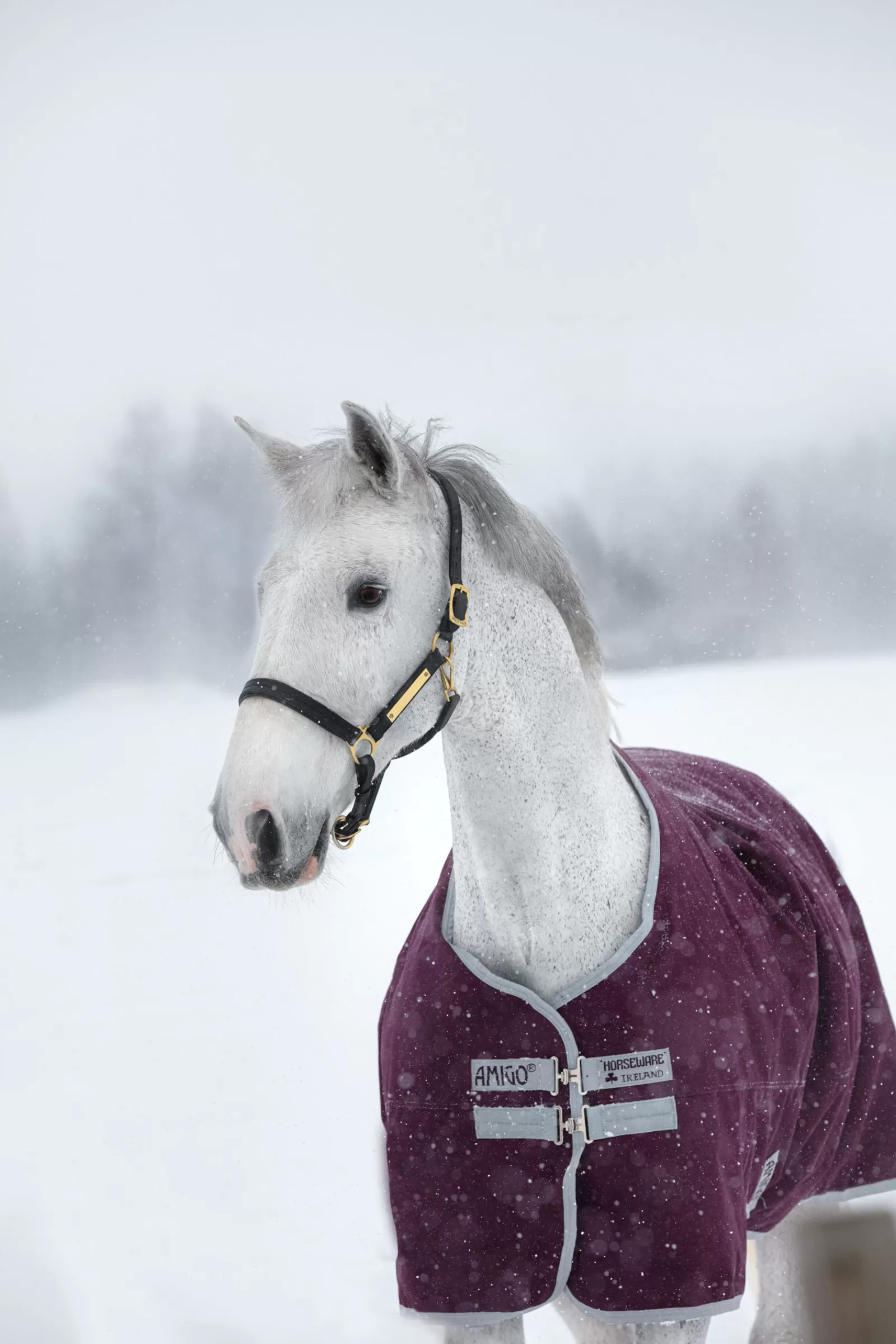 Fashion Couverture D'Exterieur Amigo Hero Ripstop Antidechirure, 200 G Couvertures D'Exterieur Cheval