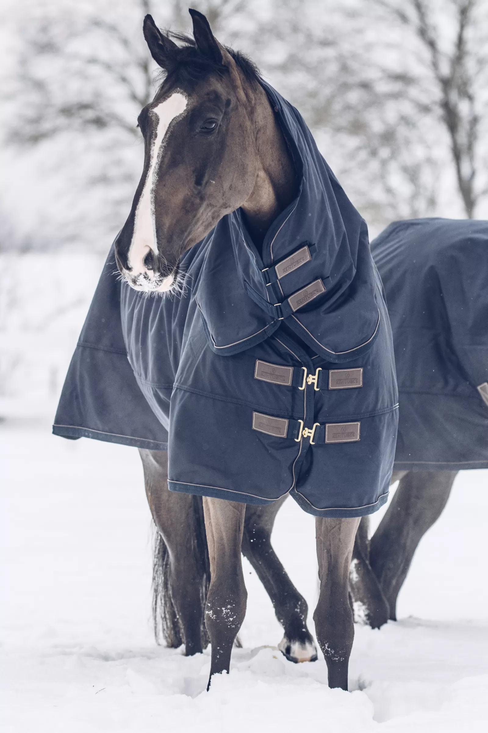 Fashion Couverture D'Exterieur Tout Temps Impermeable Horsewear Classic, 300 G Couvertures D'Exterieur Cheval