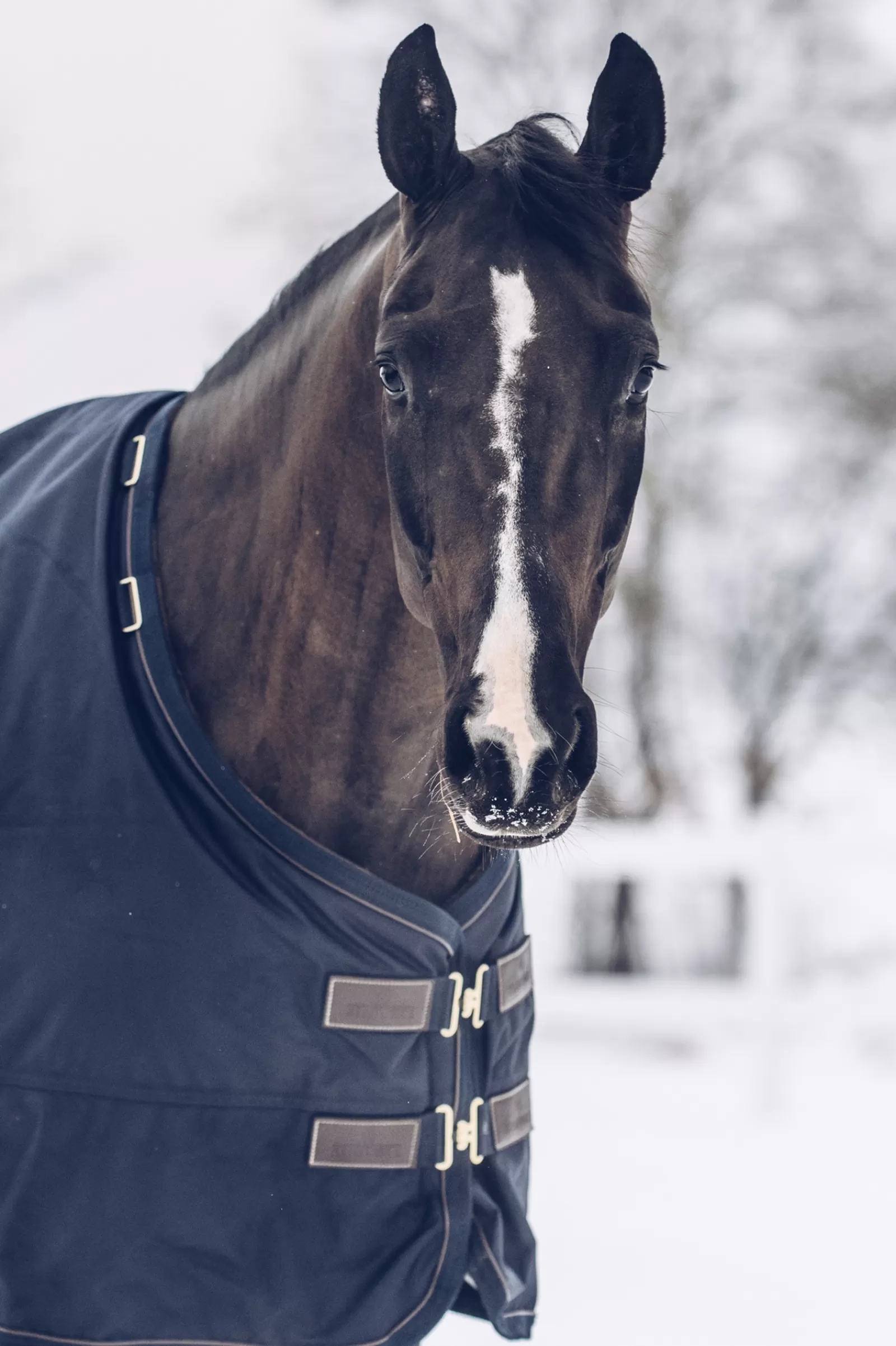 Fashion Couverture D'Exterieur Tout Temps Impermeable Horsewear Classic, 300 G Couvertures D'Exterieur Cheval
