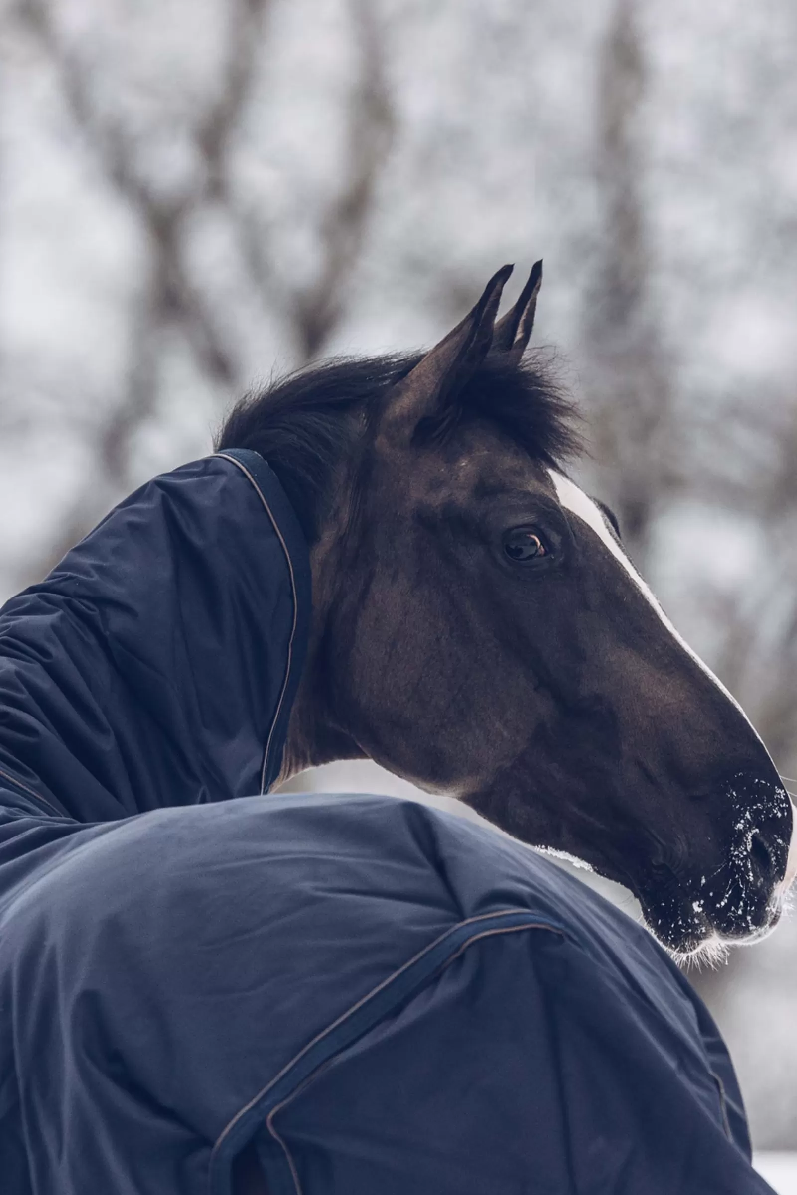Fashion Couverture D'Exterieur Tout Temps Impermeable Horsewear Classic, 300 G Couvertures D'Exterieur Cheval
