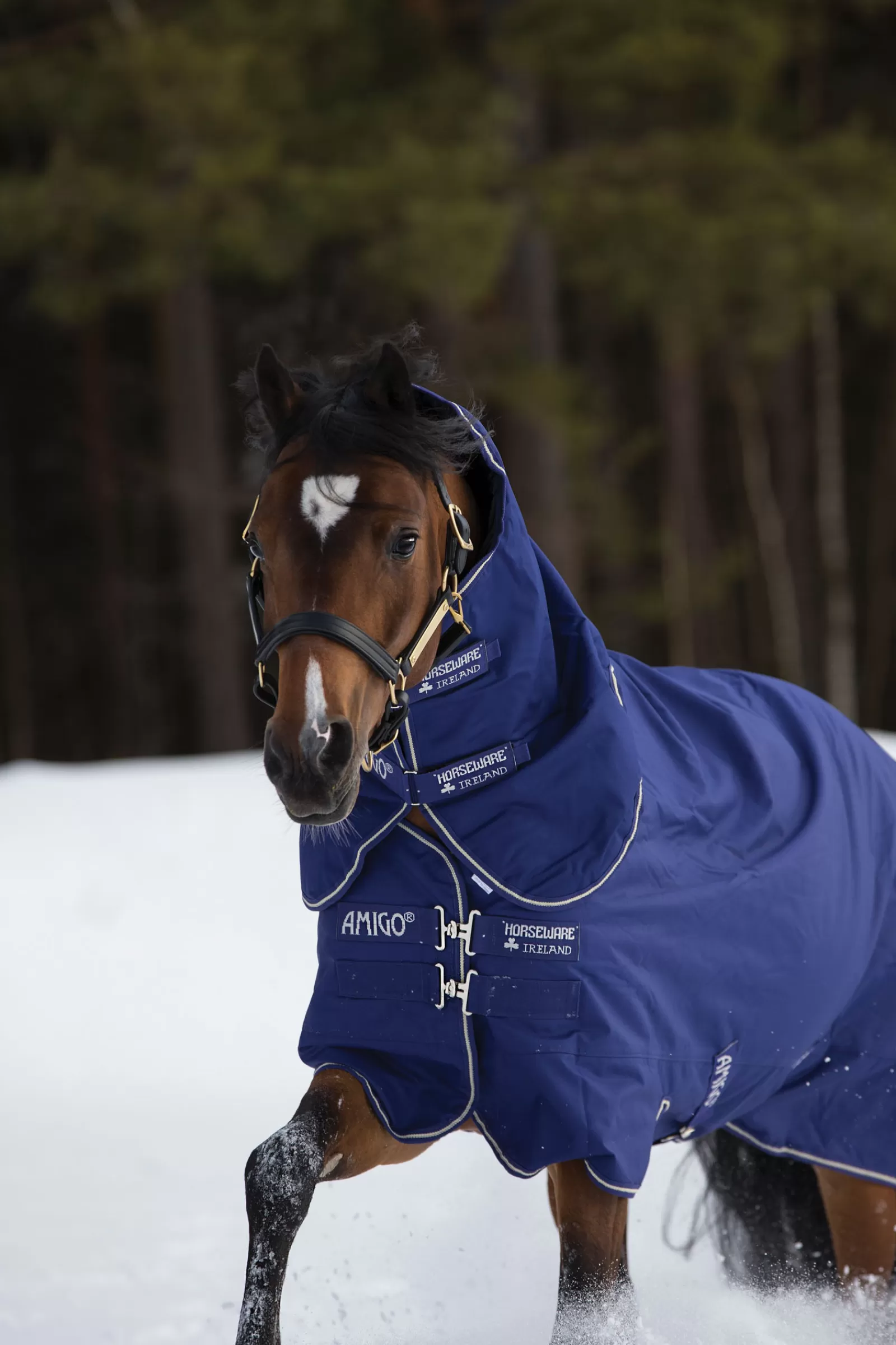 Outlet Couverture Amigo Hero 900 Plus Medium 200 G Couvertures D'Exterieur Cheval