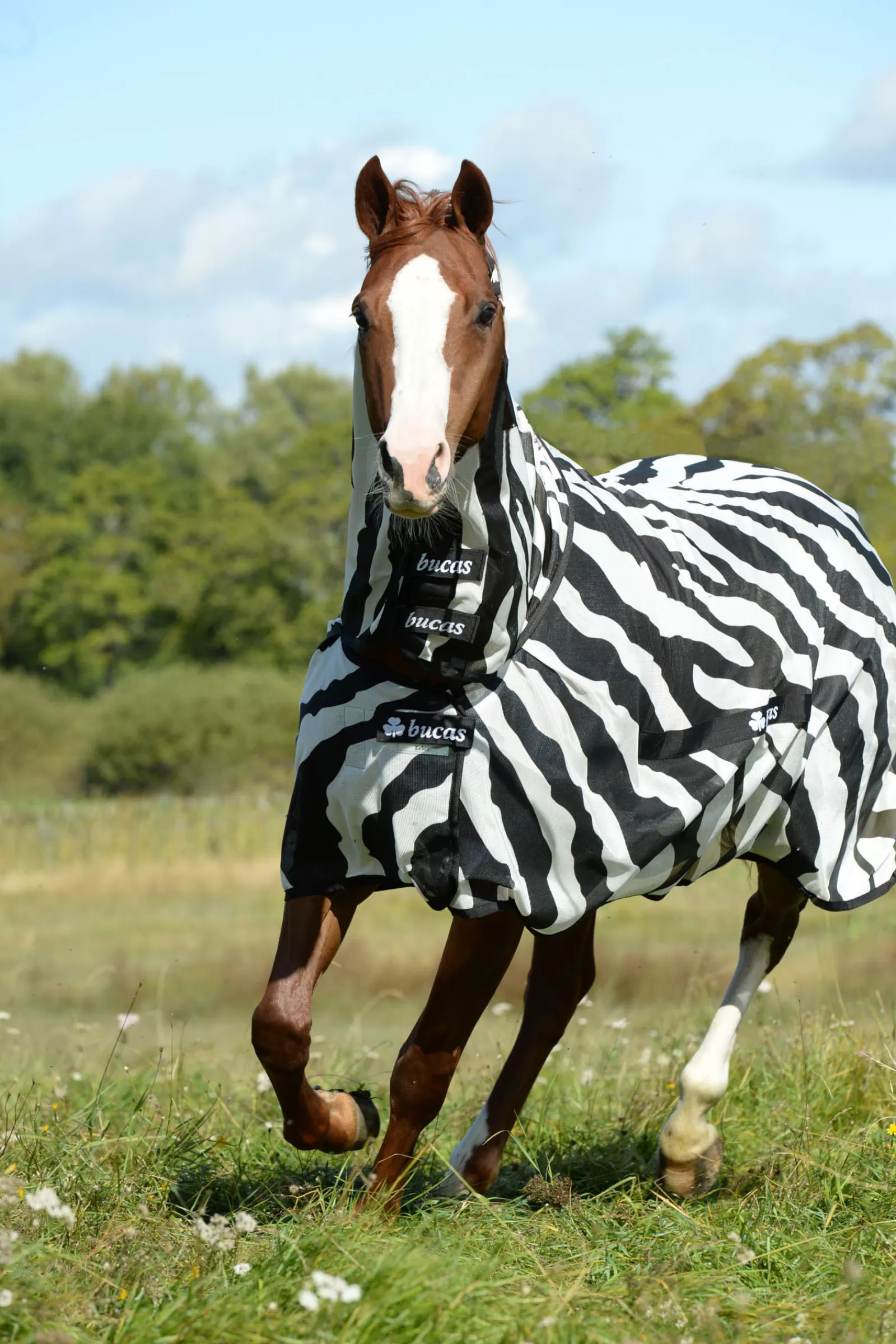 Best Sale Couverture Integrale Buzz-Off Zebra Couvertures Anti-Mouches