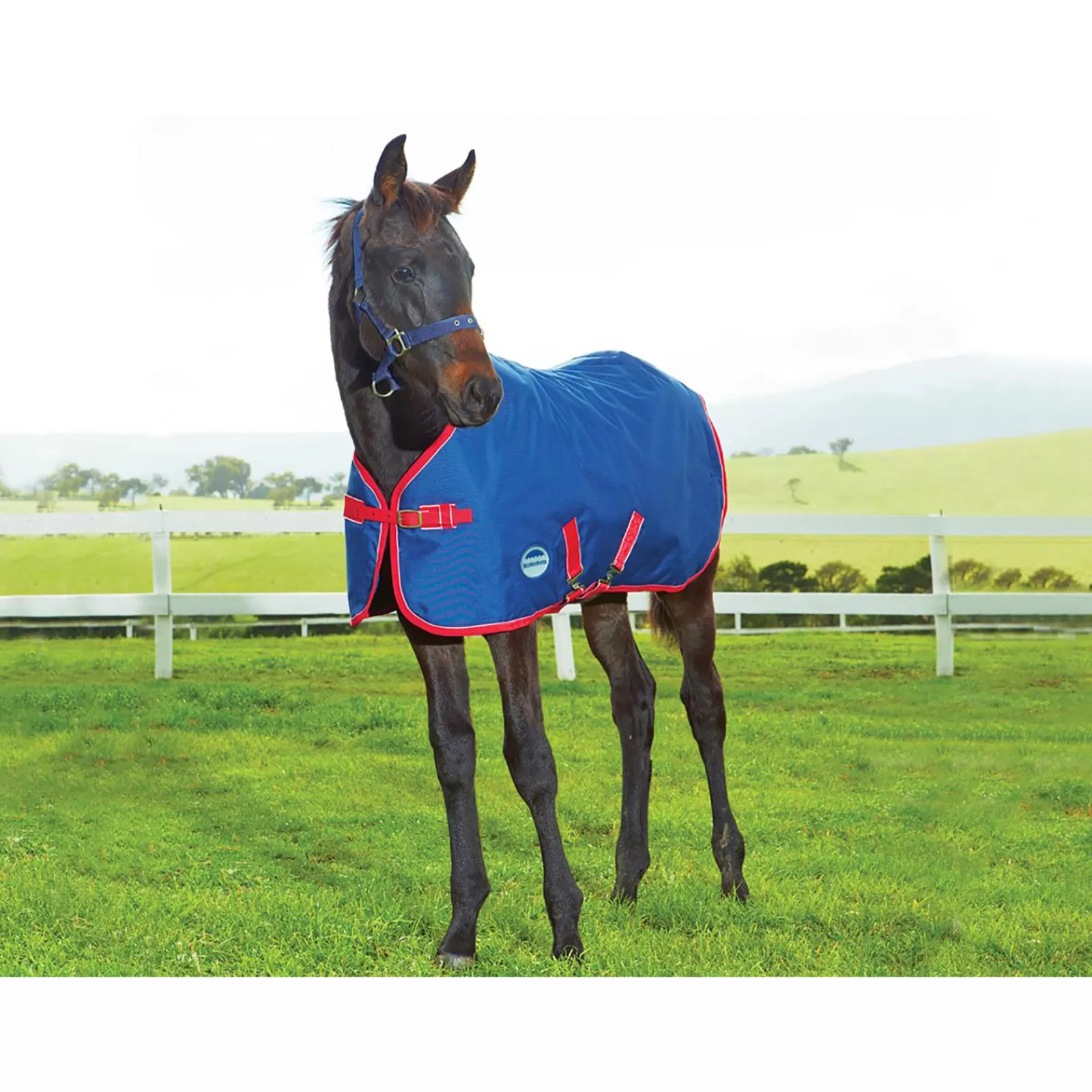 Cheap Couverture Poulain 1200 D, Epaisseur Moyenne, , 220 G Couvertures D'Exterieur Cheval