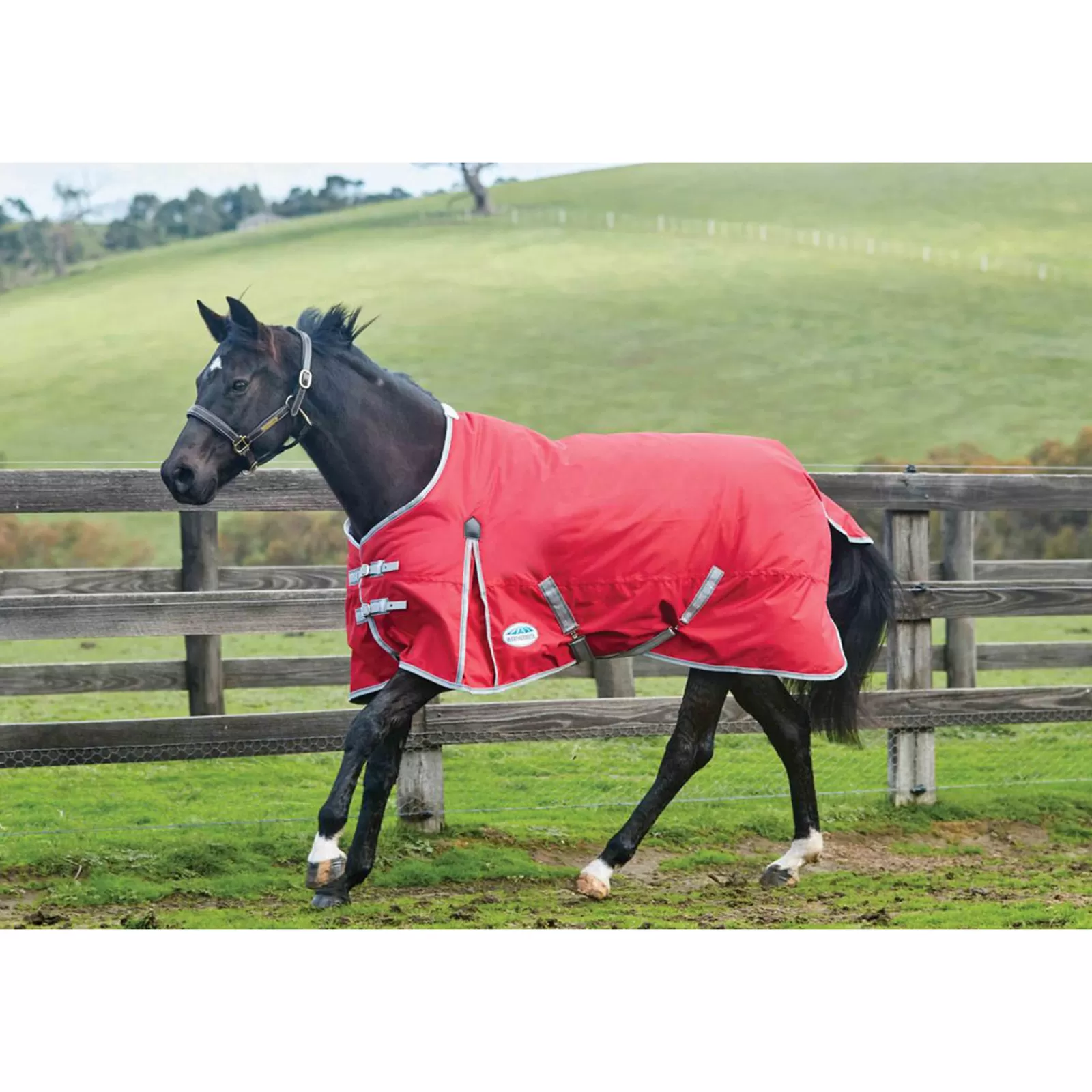 Shop Couverture Comfitec Classic, Tour D'Encolure Standard 220G Couvertures D'Exterieur Cheval