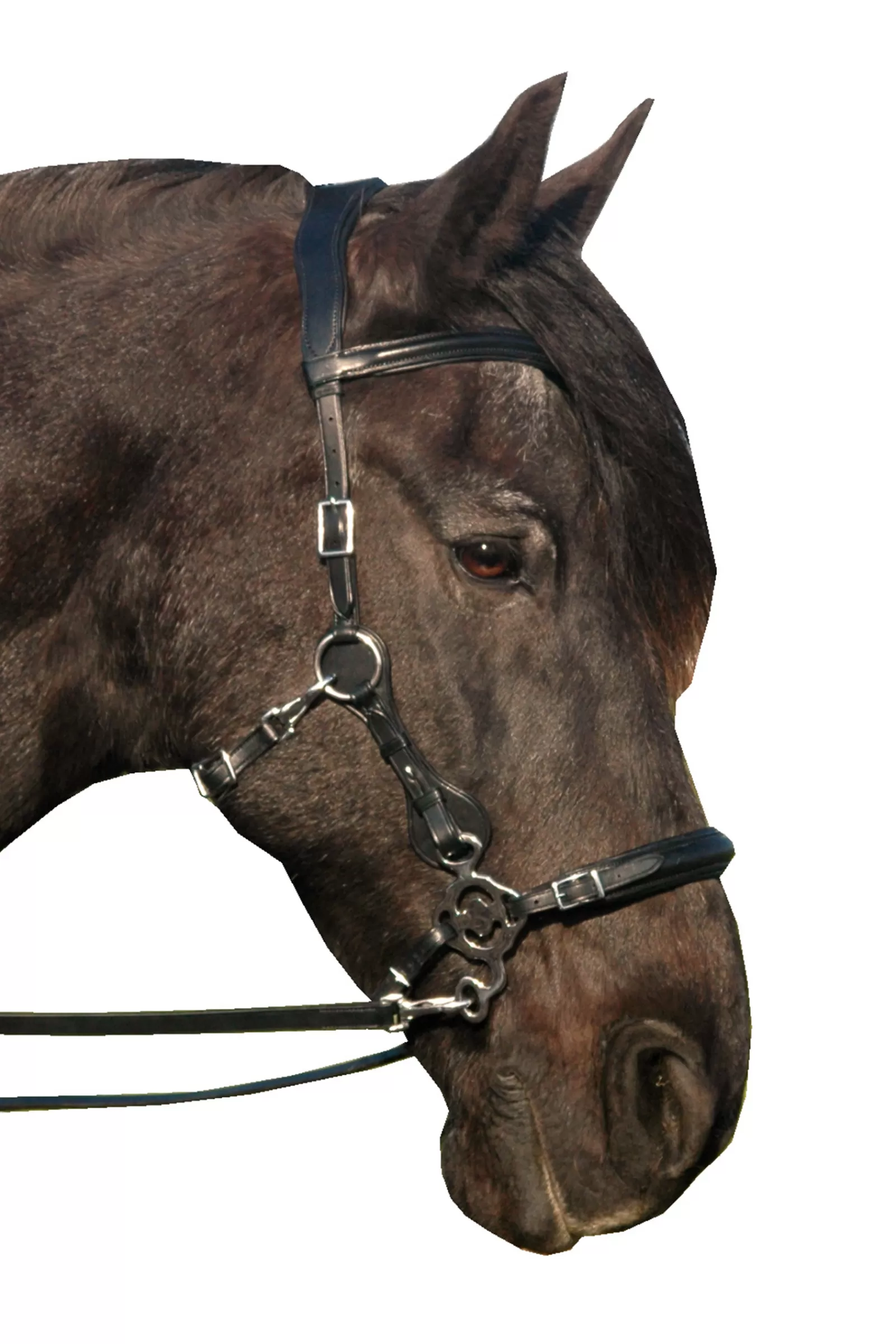 Outlet Calli Hackamore Bridle (Syst.2) W/Jaw Straps, Scissors & Rein Bridons Et Filets