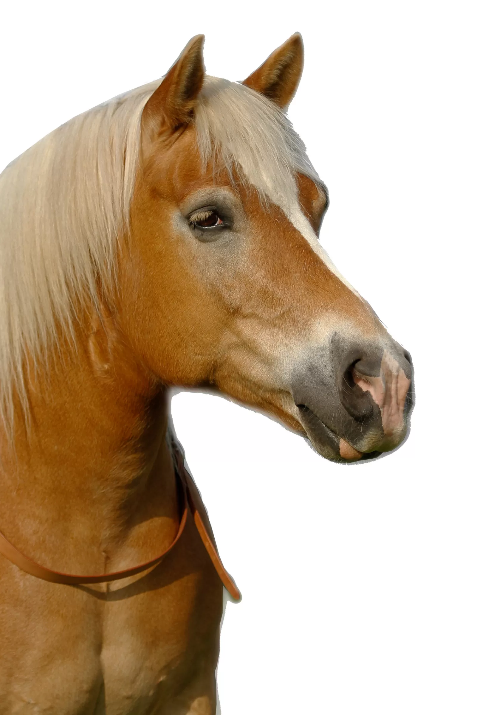 Best Sale F.R.A. Chiron Nh Balance Reins 30Mm Leather, Reins 15Mm Leather Enrênements & Longes