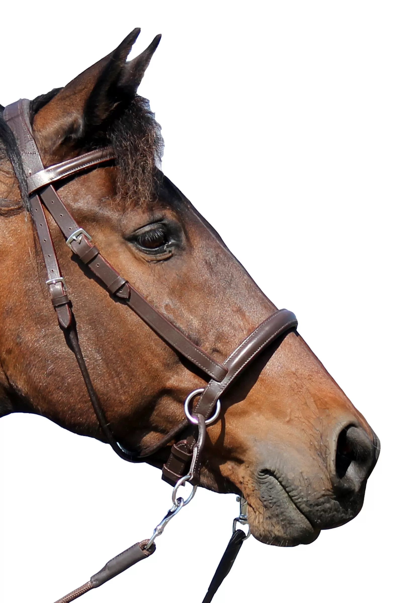 Clearance F.R.A. El Camin Bitless Bridle (System 5) W/ Soft Reins Bridons Et Filets