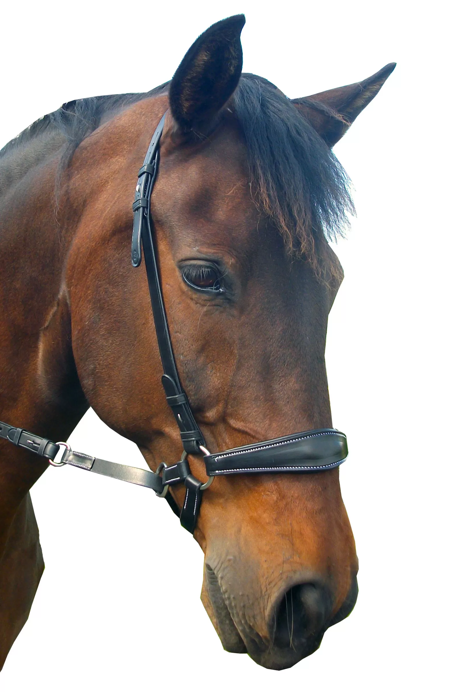 Best Lami Bitless Bridle (System 4) W/ Reins & Studhook Connect Bridons Et Filets