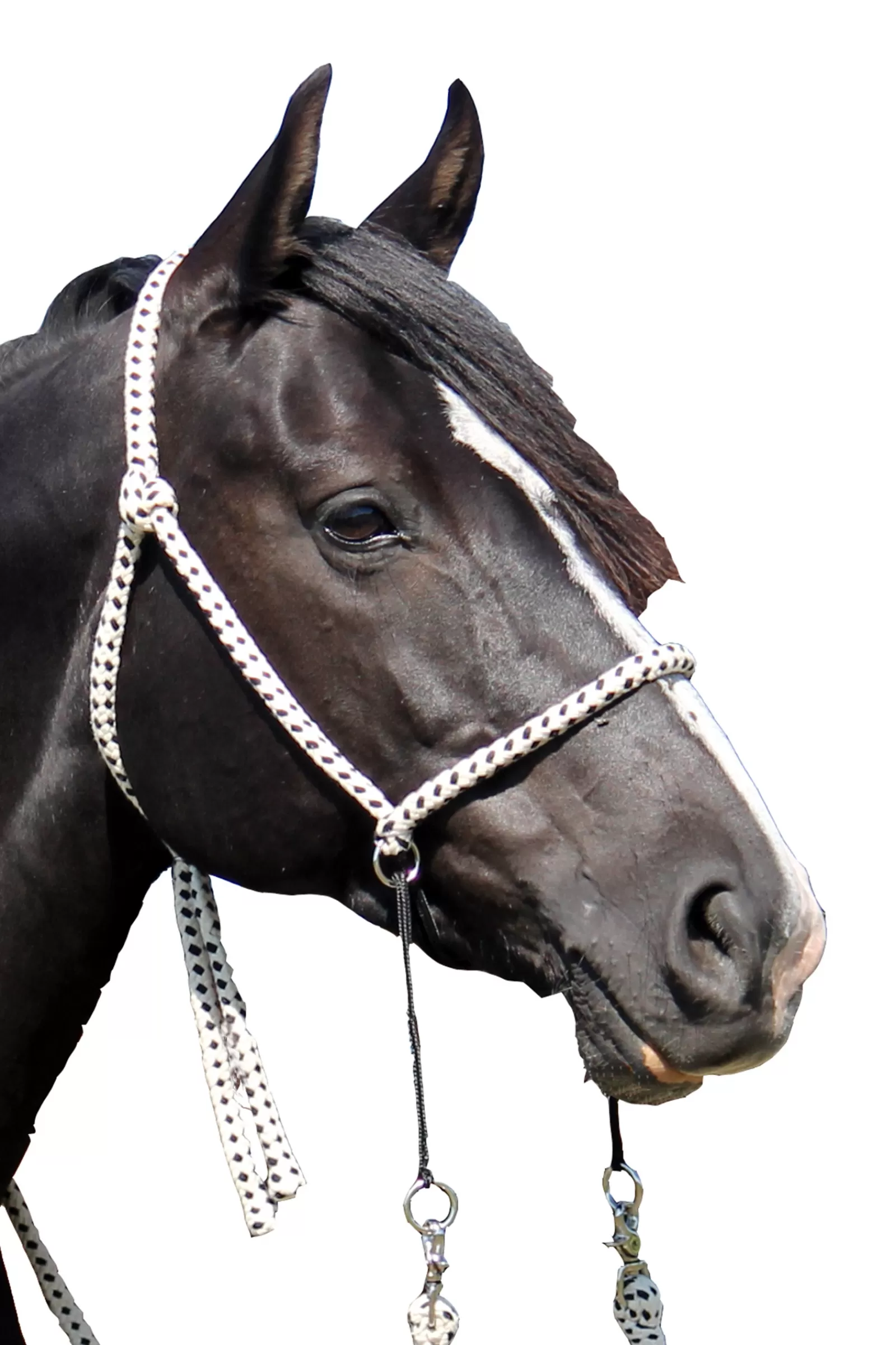 Shop F.R.A. Nanouk Bitless Bridle (System 4) Cotton W/ Clip Reins Bridons Et Filets