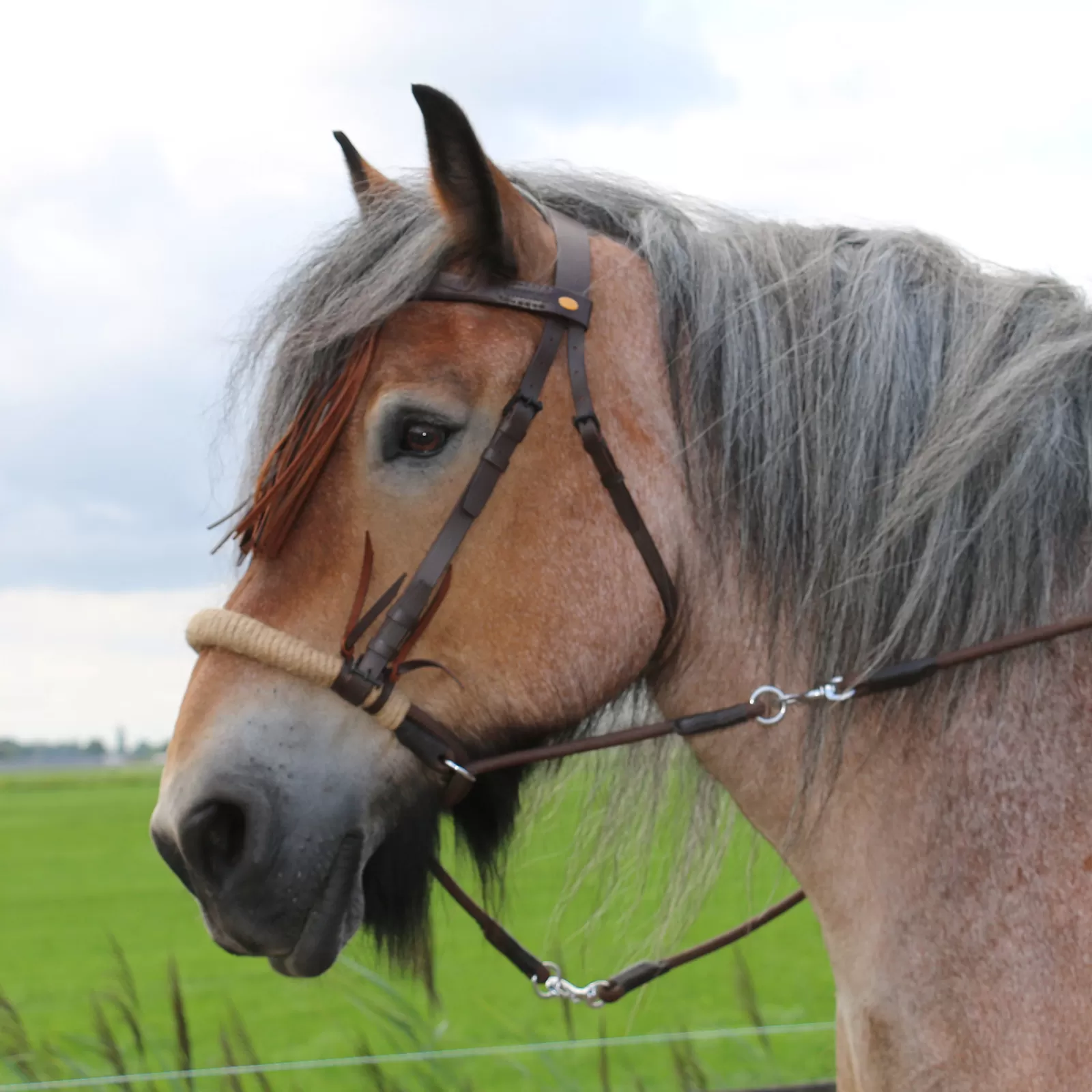Discount F.R.A. Tinver Bitless Bridle (System 4) Soft Leather Reins Incl Bridons Et Filets