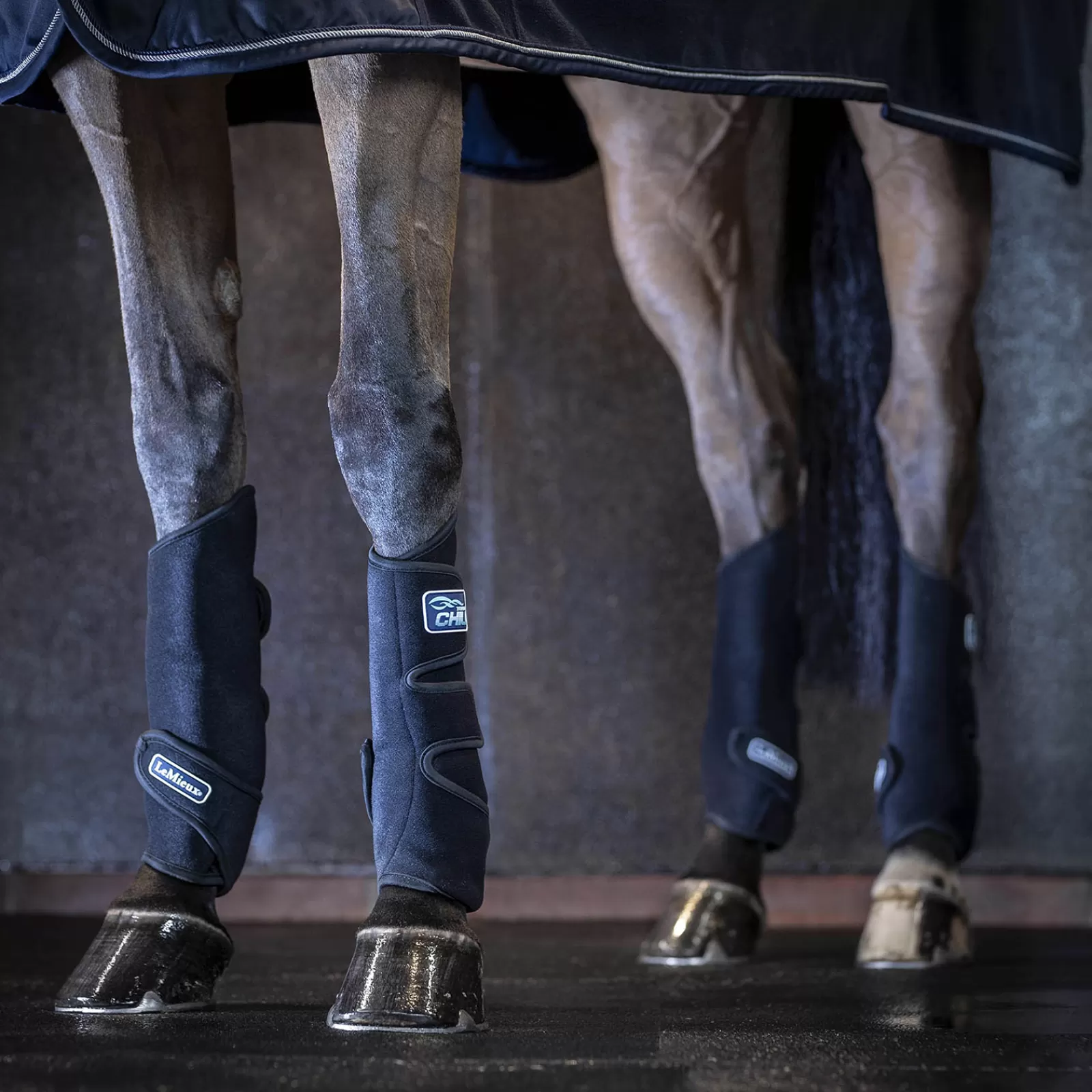 Hot Guetres De Refroidissement Le Mieux Tendon Chill Protections Cheval