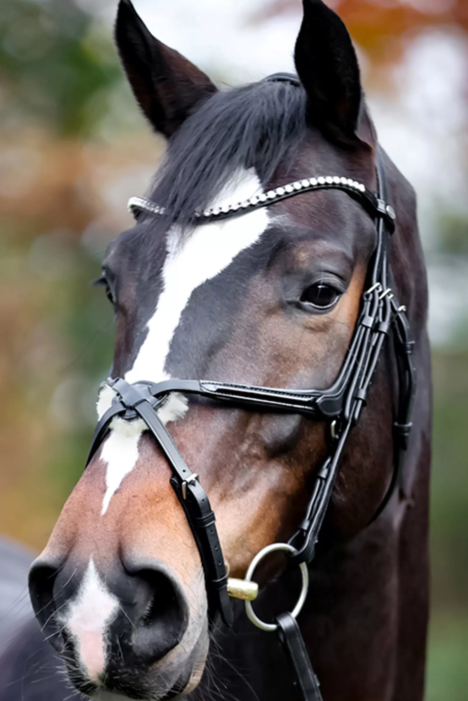 Fashion Lucia Mexican Bridle Bridons Et Filets