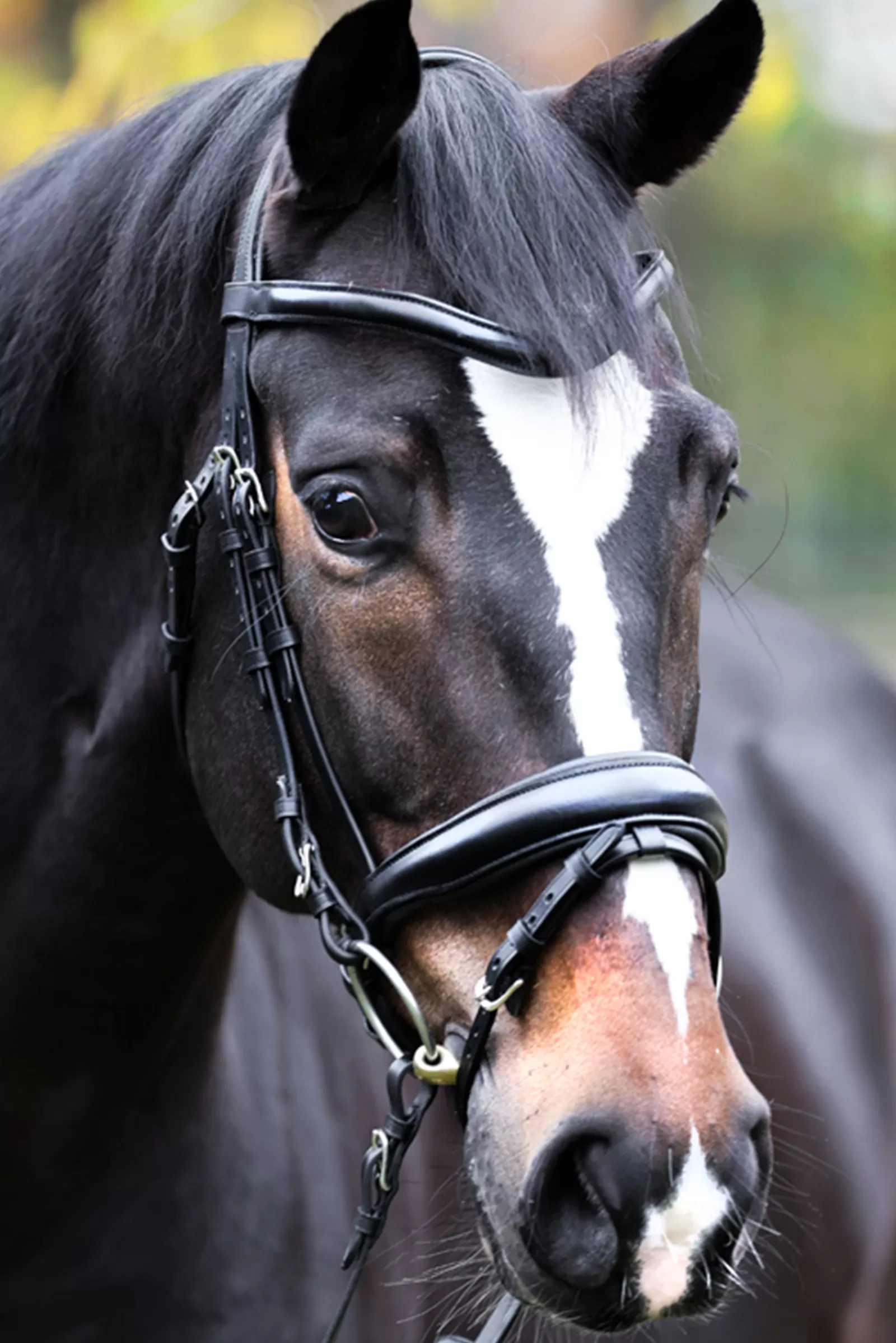 Discount Proline Astrid Bridle Bridons Et Filets