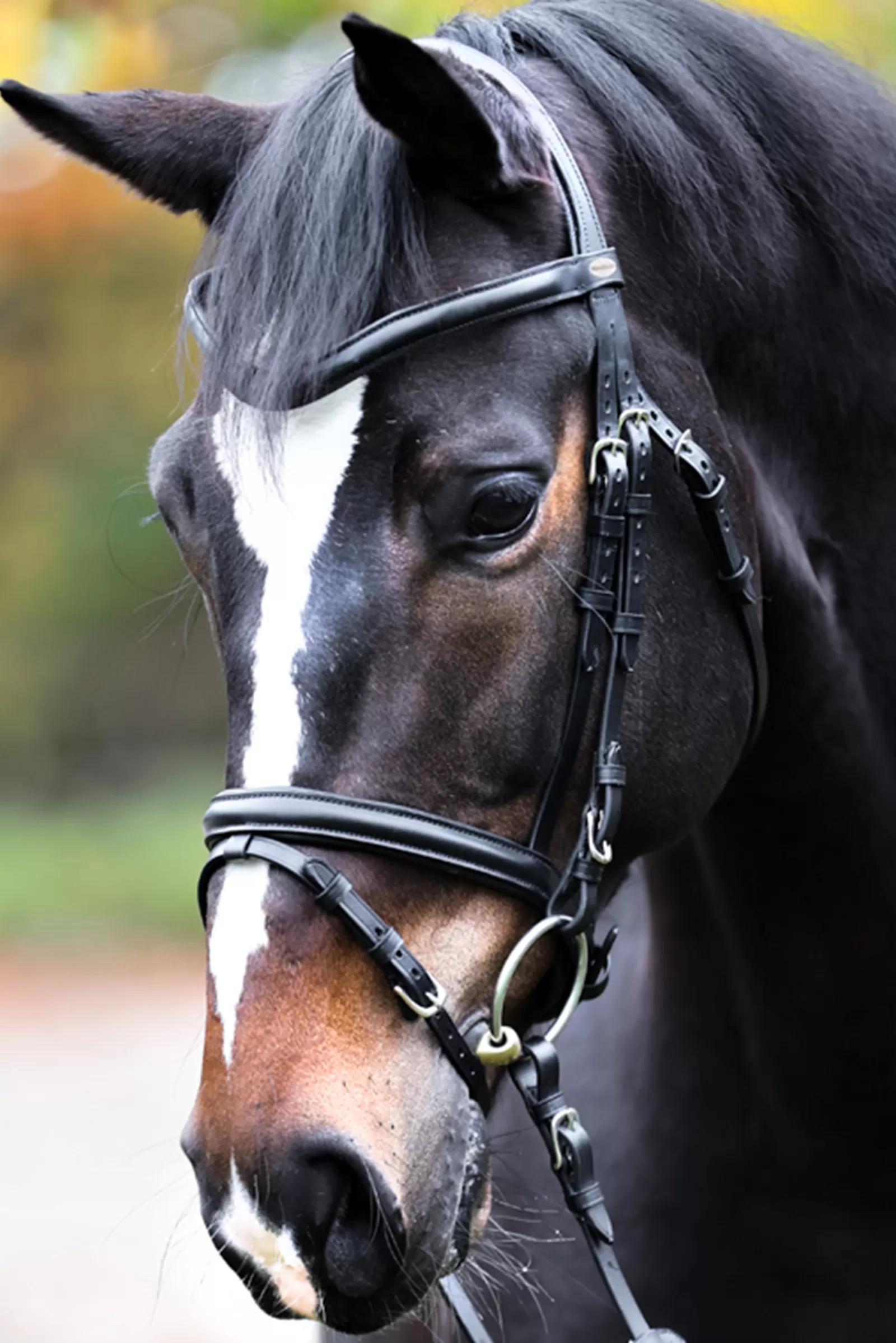 Cheap Proline William Bridle Bridons Et Filets