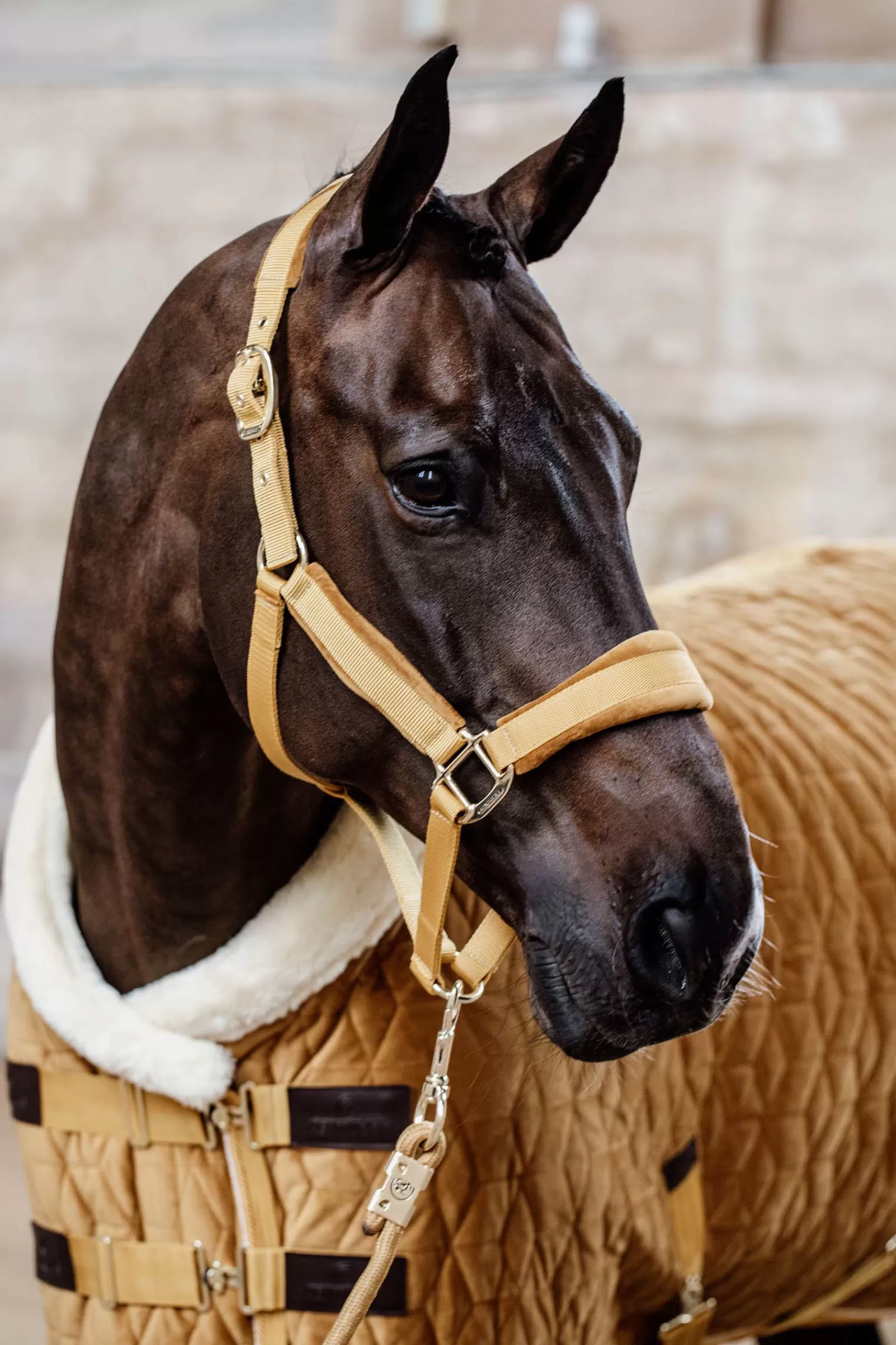 Clearance Horsewear Velvet Licol Licols