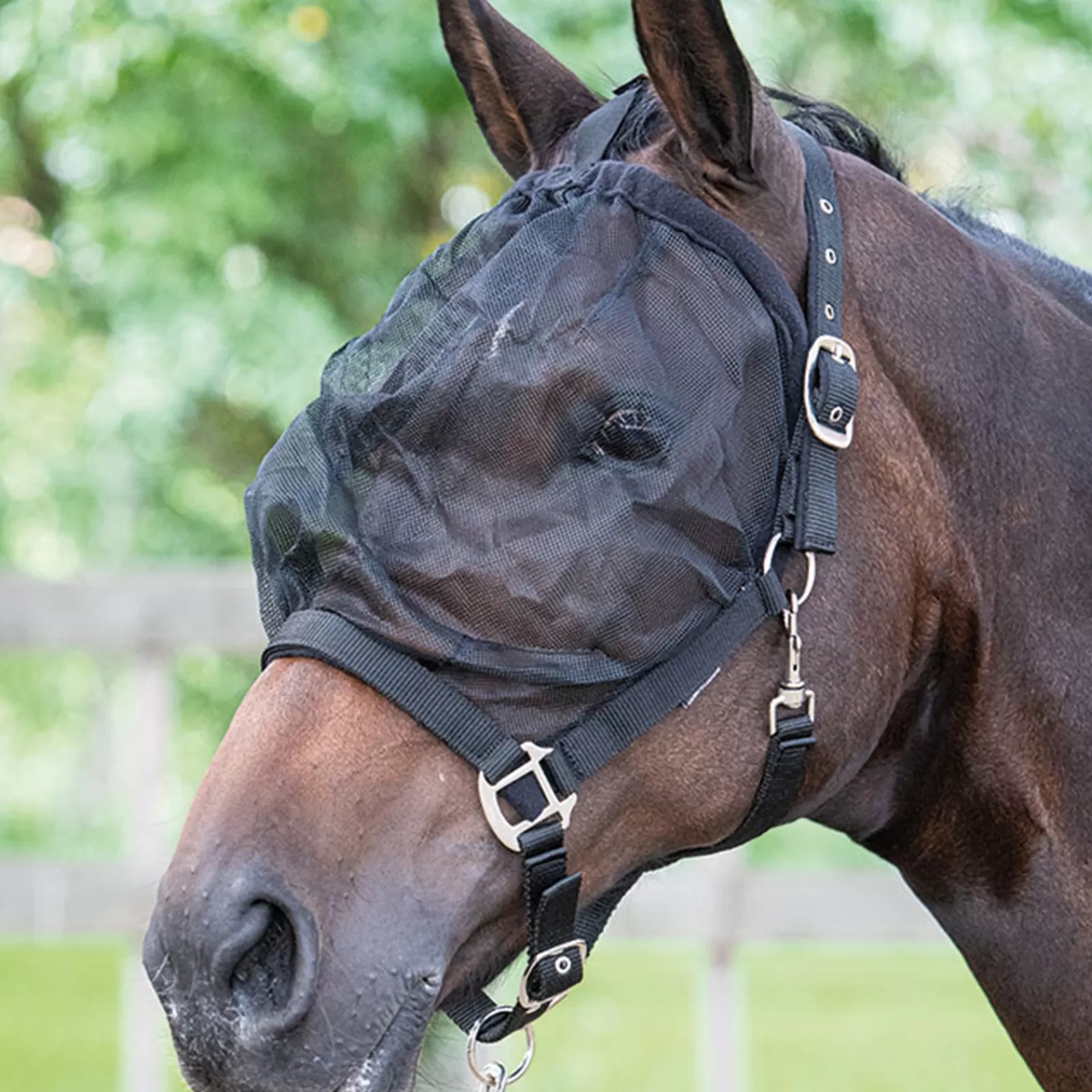 Shop Licol Anti-Mouches Harry'S Horse Licols
