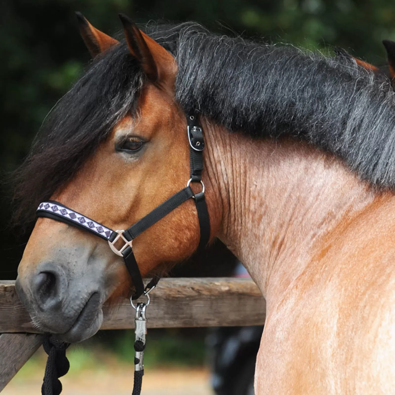 Best Licol Classique Pour Cheval De Trait Licols