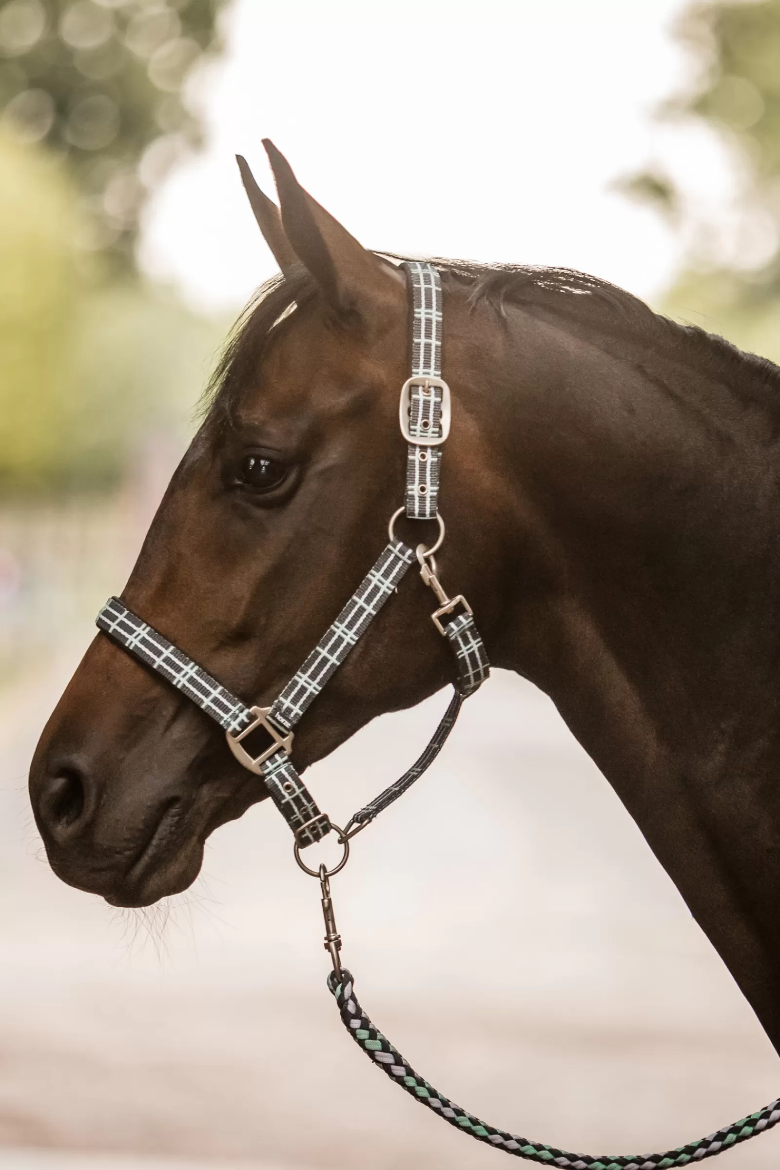 Flash Sale Licol Dallas A Carreaux Avec Doublure En Neoprene Licols