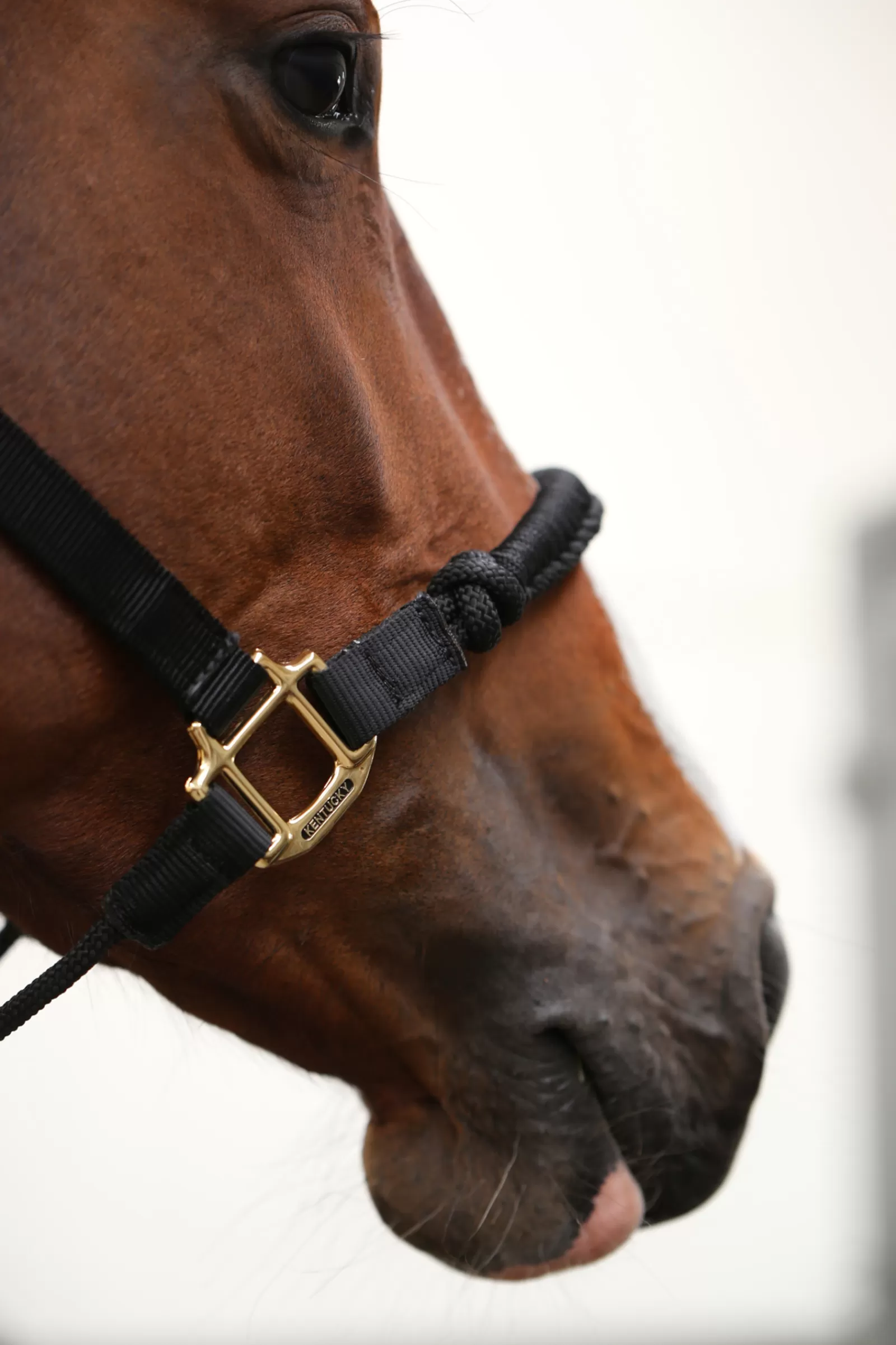 Online Licol Horsewearcontrole Licols