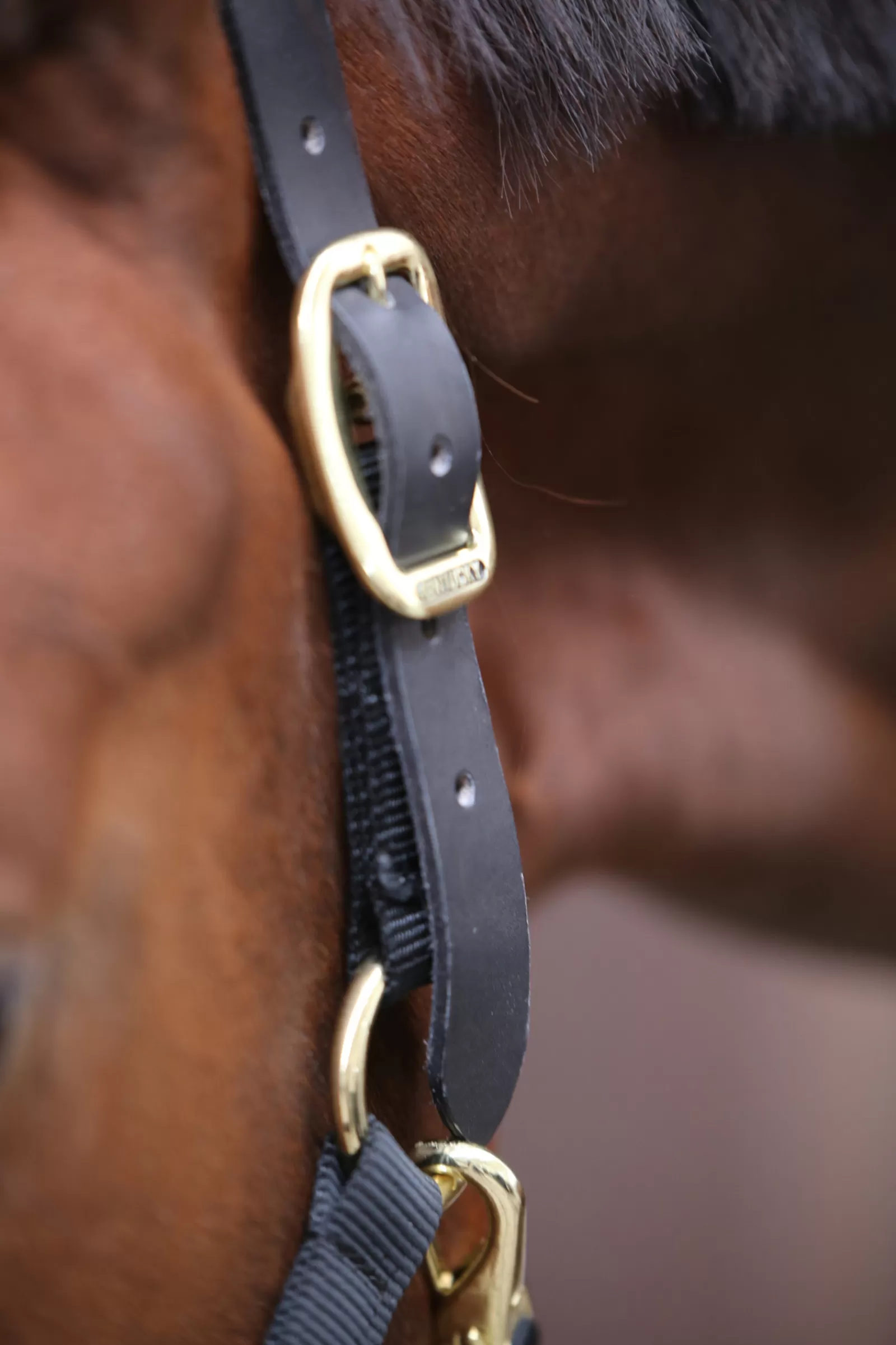 Online Licol Horsewearcontrole Licols